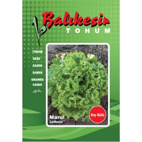 Marul Tohumu (Yedikule) Balıkesir 10 gr paket - Sebze Tohumu